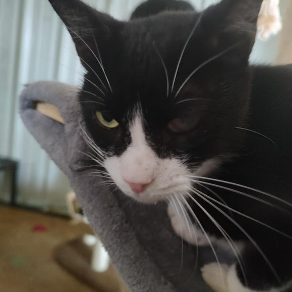 Gaston, a Adoptable Domestic Short Hair in Tanner, AL image 4/4