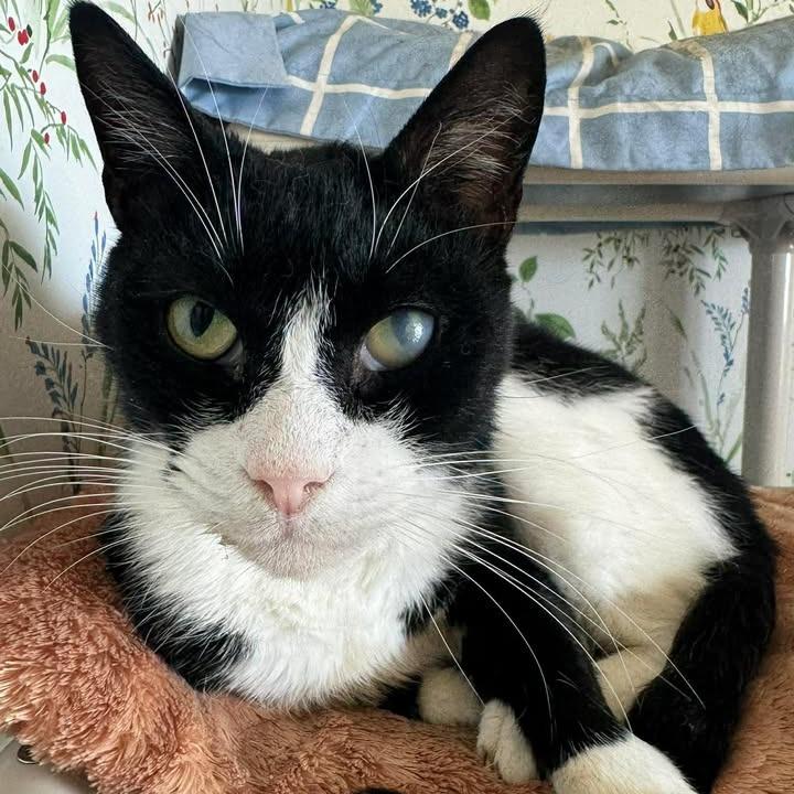 Enlarge Gaston, a Adoptable Domestic Short Hair in Tanner, AL image 5/5