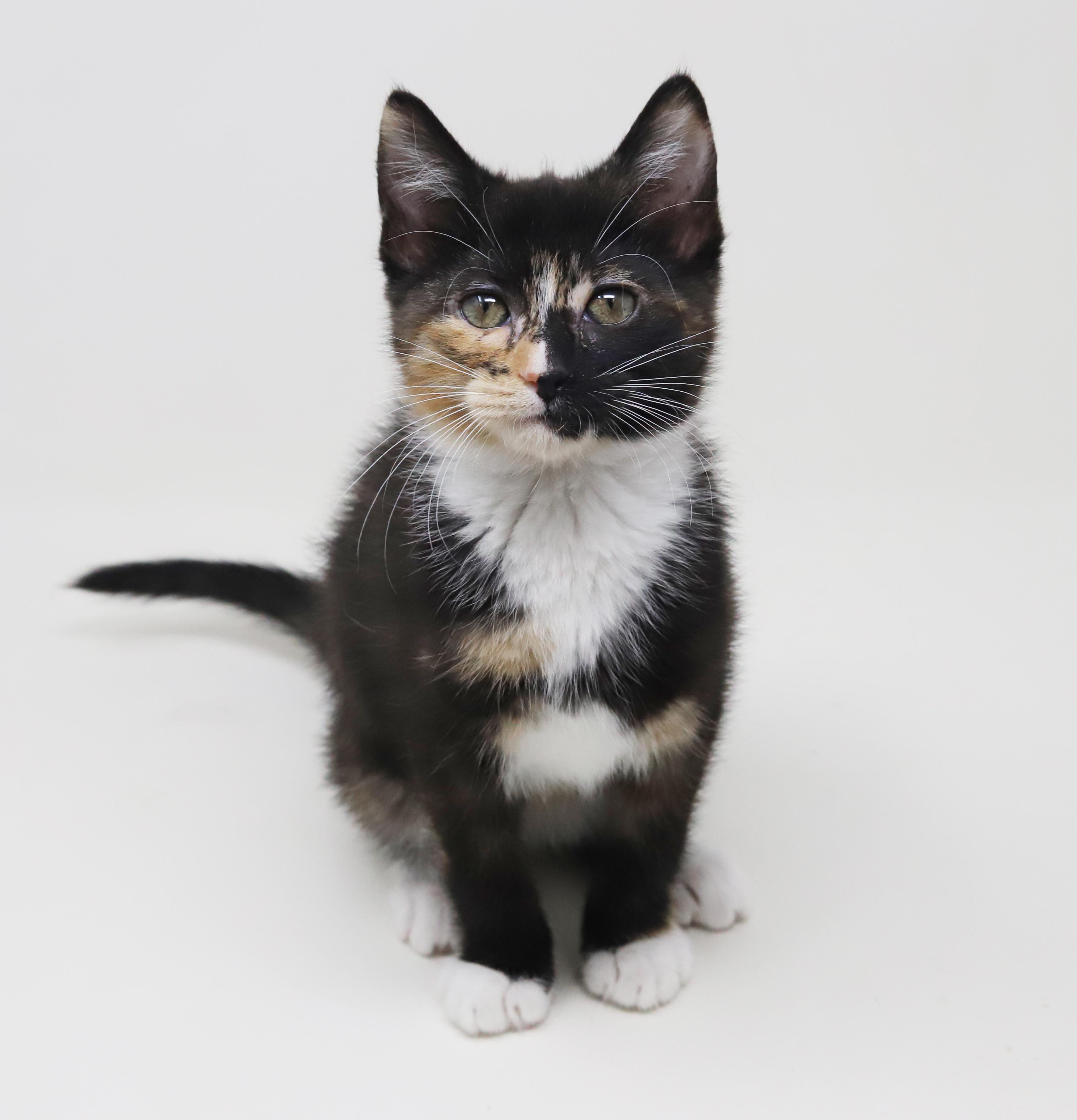 Enlarge Gianna is a real life gem!  Such a living doll!  BONDED WITH GIGI, a Adoptable mixed breed in Bedford Hills, NY image 4/6