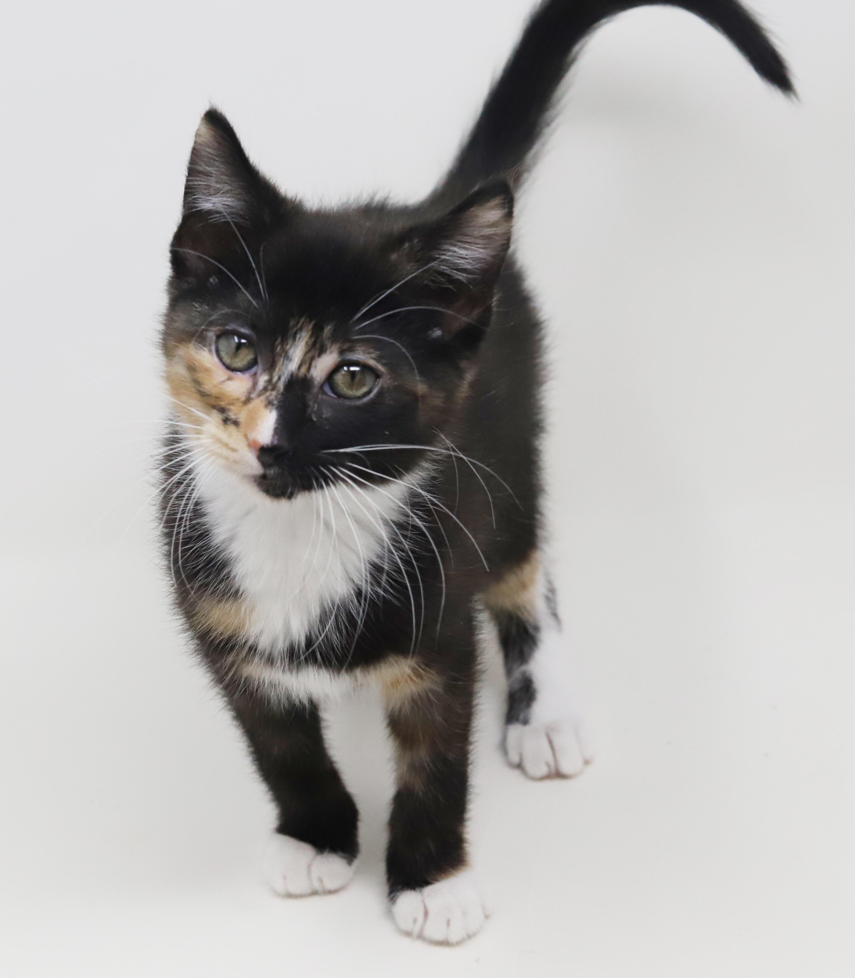 Enlarge Gianna is a real life gem!  Such a living doll!  BONDED WITH GIGI, a Adoptable mixed breed in Bedford Hills, NY image 5/6