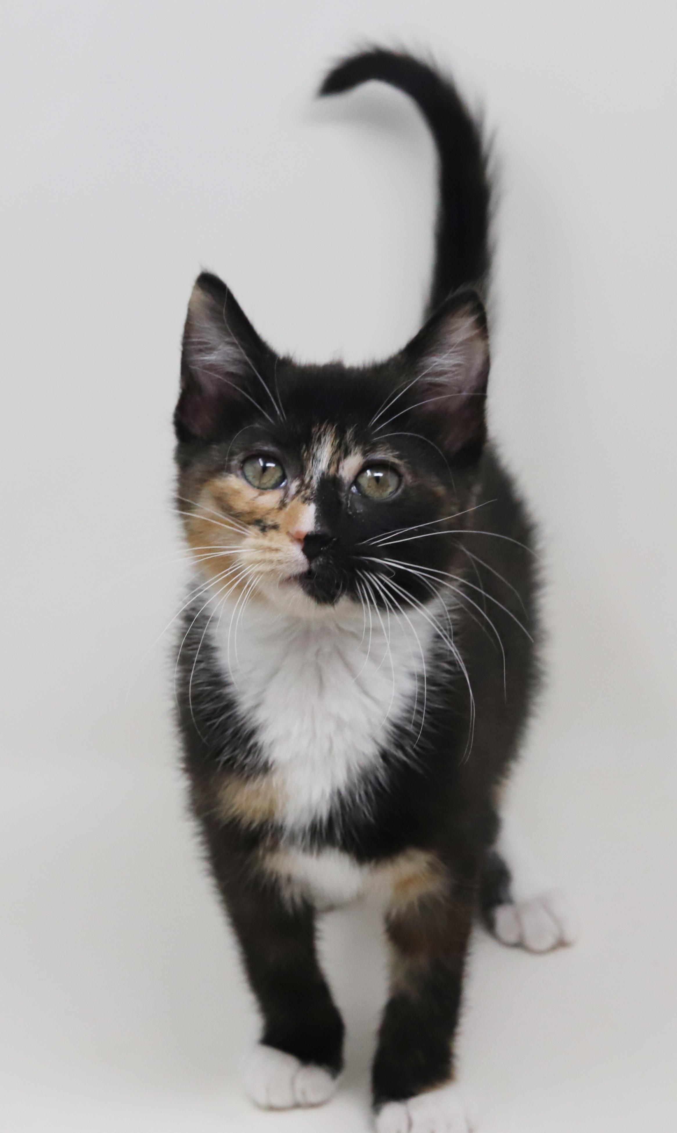 Enlarge Gianna is a real life gem!  Such a living doll!  BONDED WITH GIGI, a Adoptable mixed breed in Bedford Hills, NY image 3/6