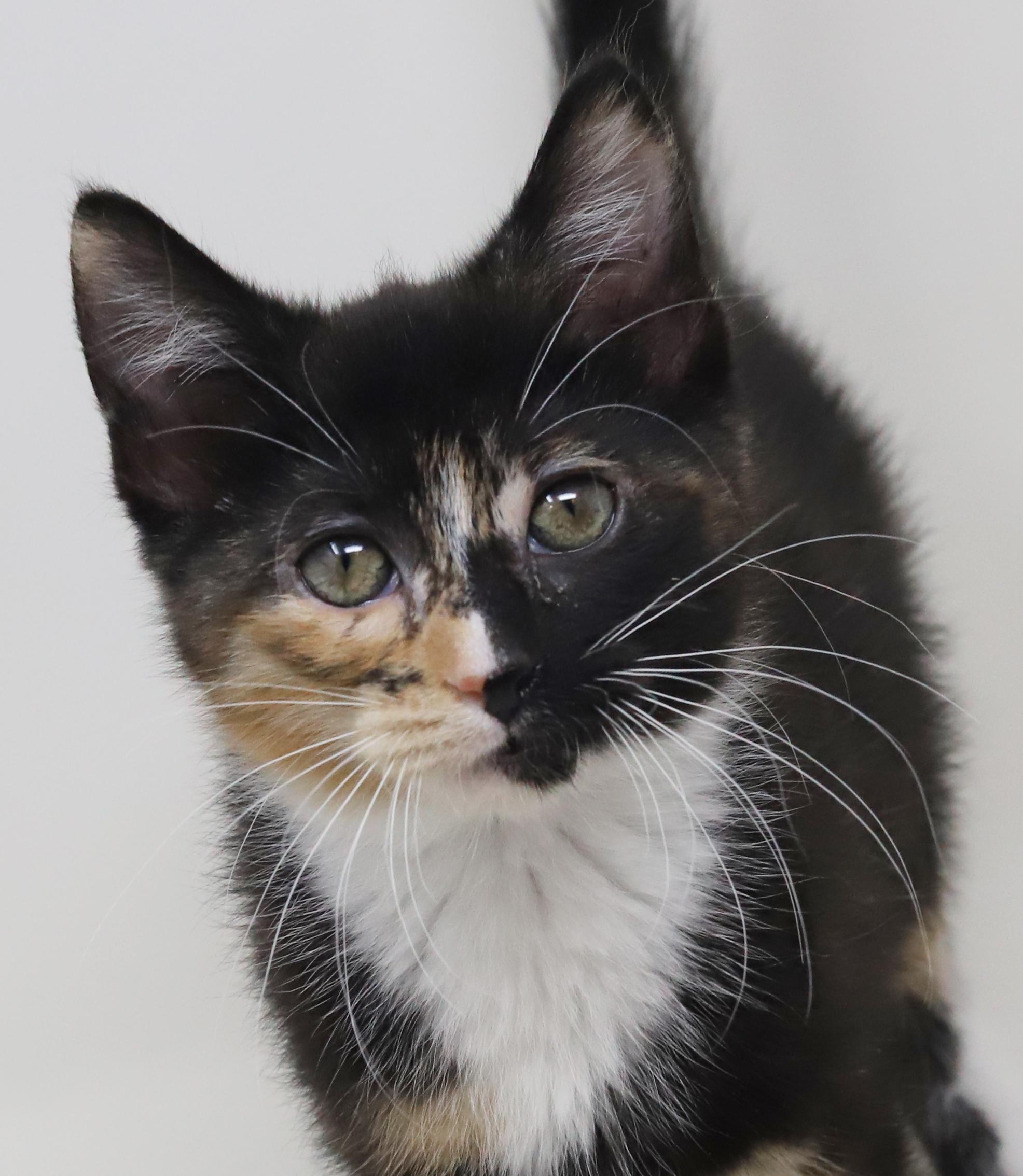 Gianna is a real life gem! Such a living doll! BONDED WITH GIGI, Adoptable, Kitten Female Calico & Tortoiseshell.