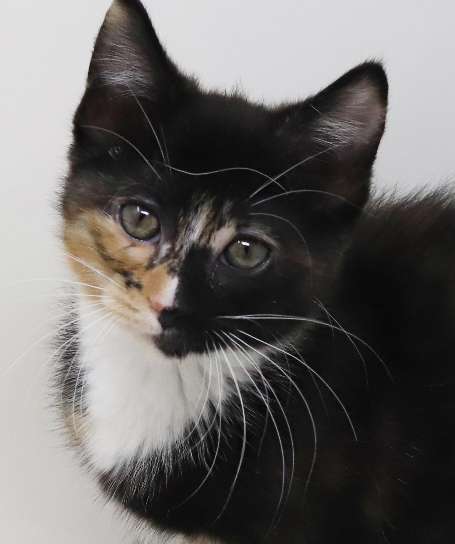 Enlarge Gianna is a real life gem!  Such a living doll!  BONDED WITH GIGI, a Adoptable mixed breed in Bedford Hills, NY image 6/6