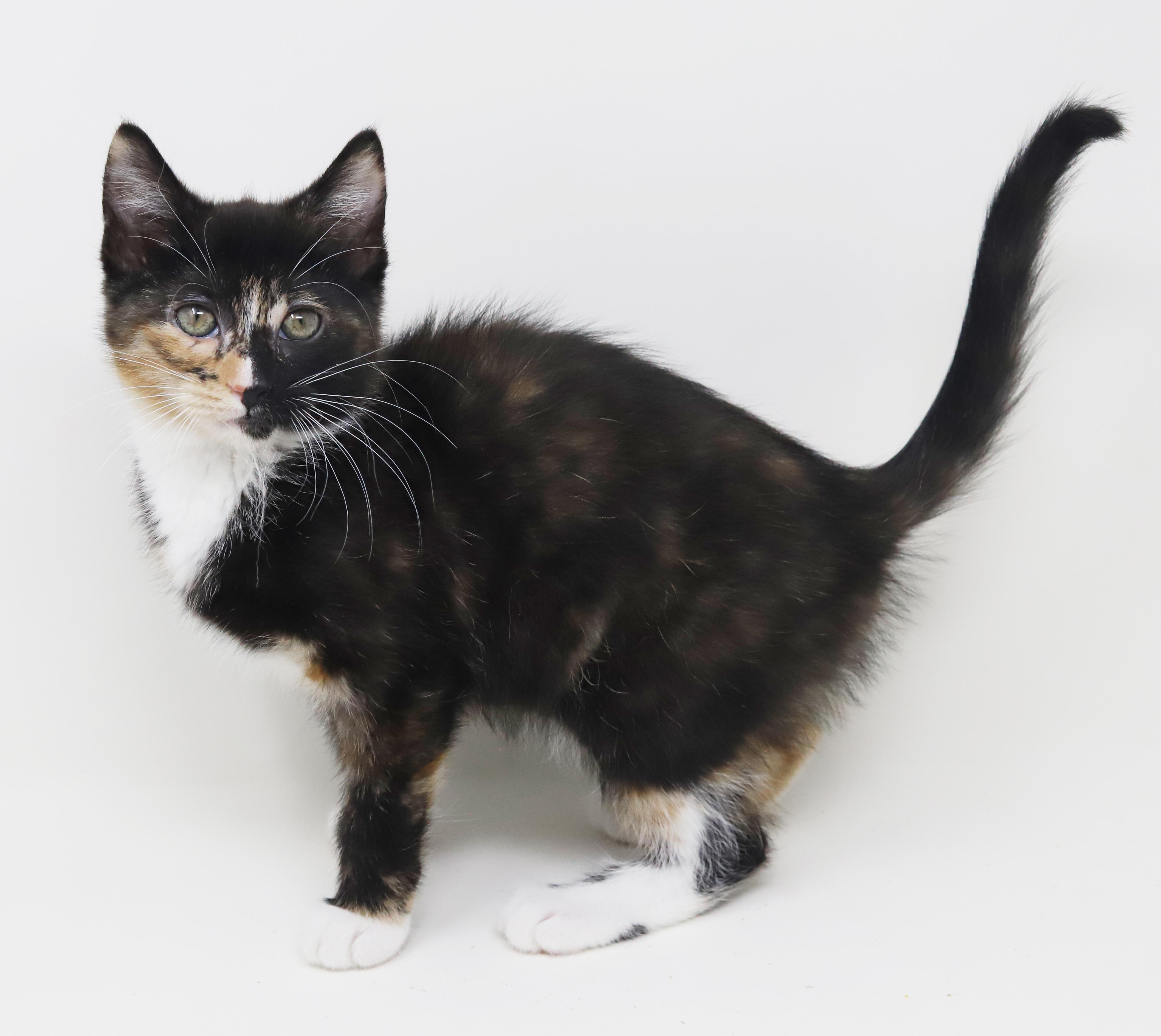 Enlarge Gianna is a real life gem!  Such a living doll!  BONDED WITH GIGI, a Adoptable mixed breed in Bedford Hills, NY image 2/6