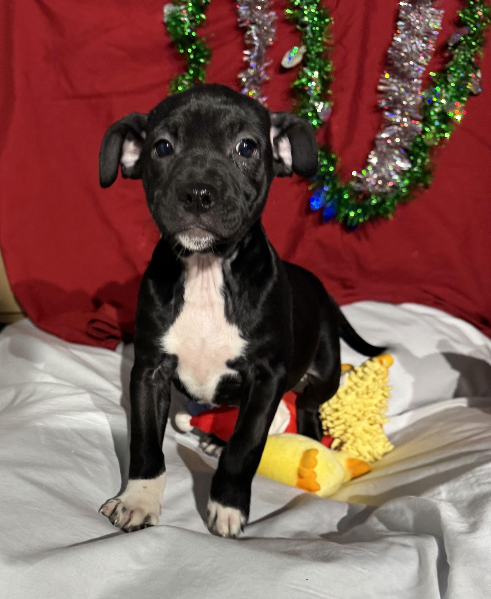 Zoey, Adoptable, Puppy Female Mixed Breed.