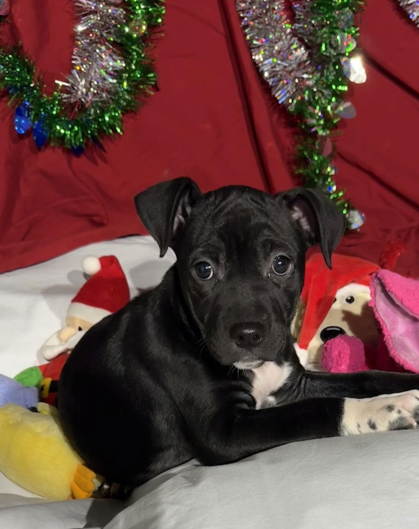 Enlarge Zoey, a Adoptable Mixed Breed in Tarrytown, GA image 2/2