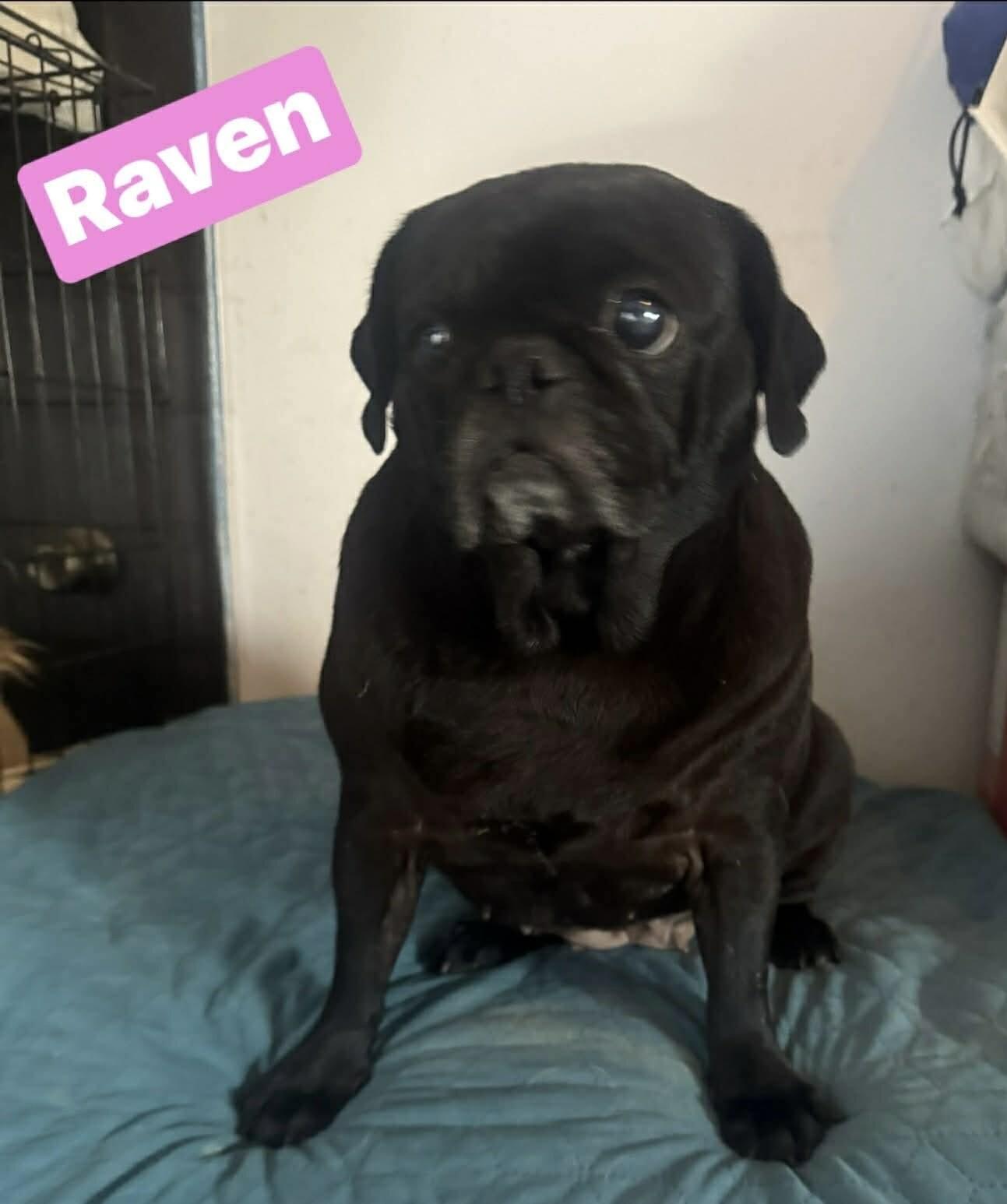 Raven, Adoptable, Adult Female Pug.