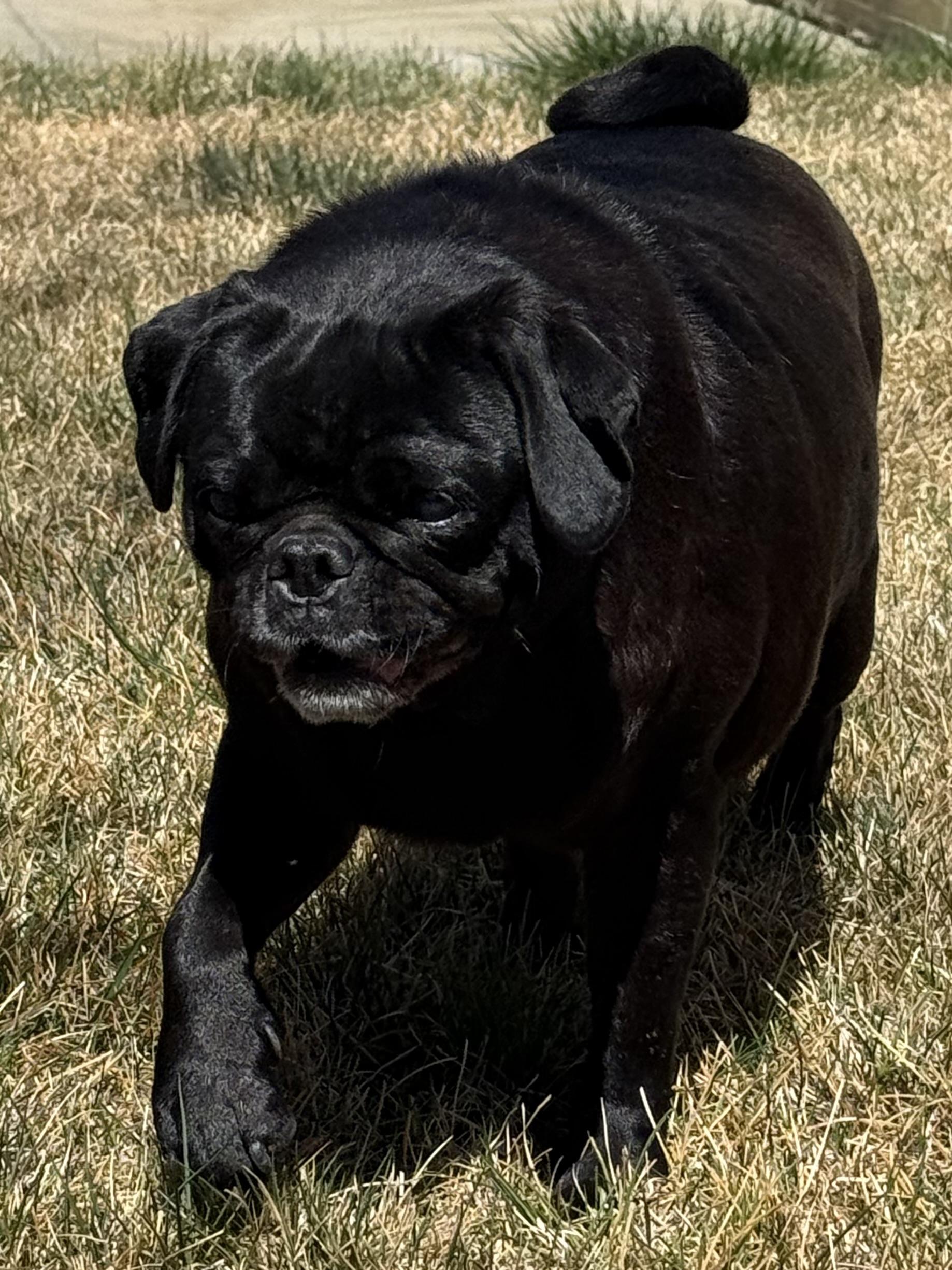 Enlarge Raven, a Adoptable Pug in Windsor, CO image 2/6