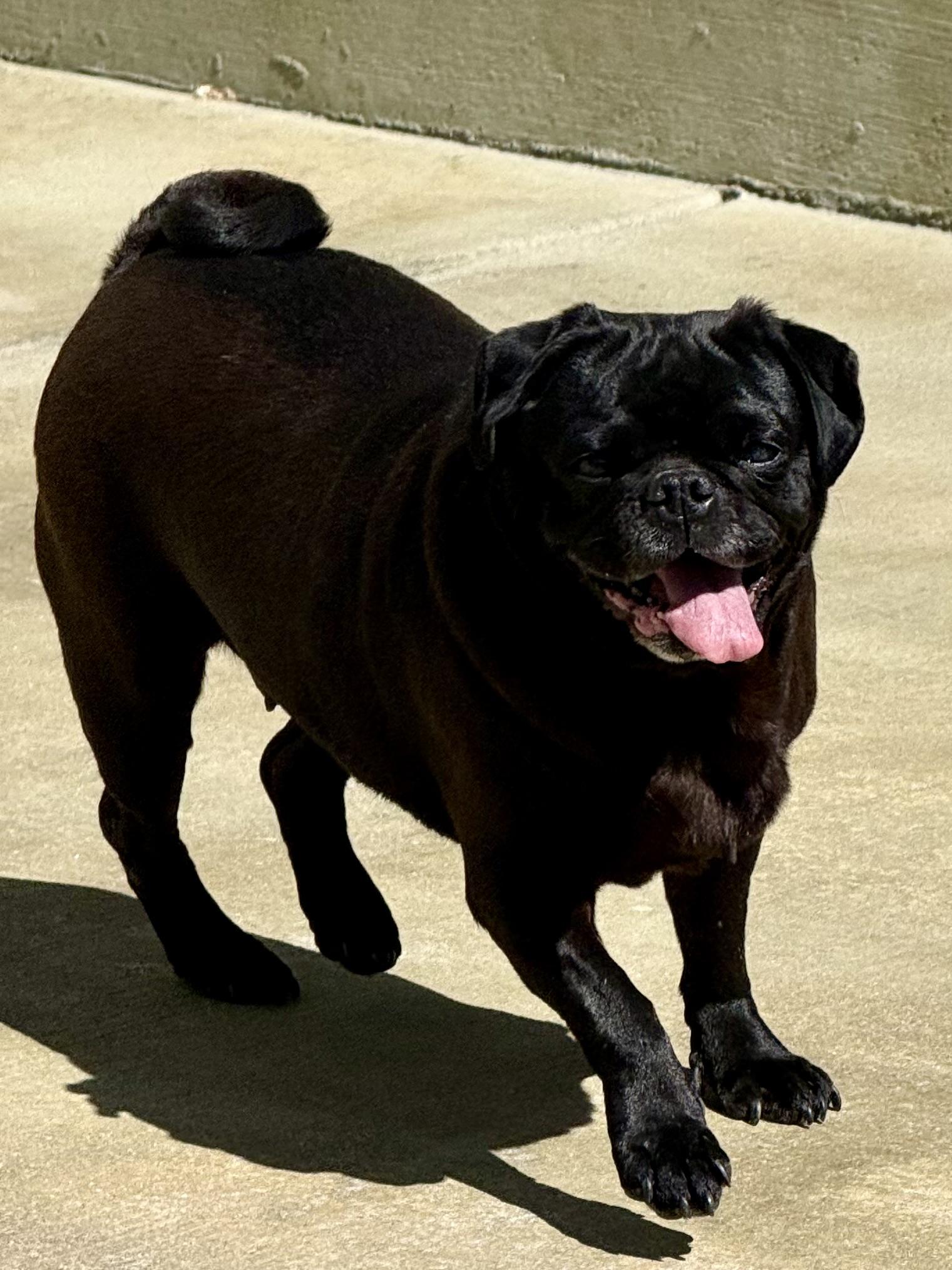 Enlarge Raven, a Adoptable Pug in Windsor, CO image 3/6
