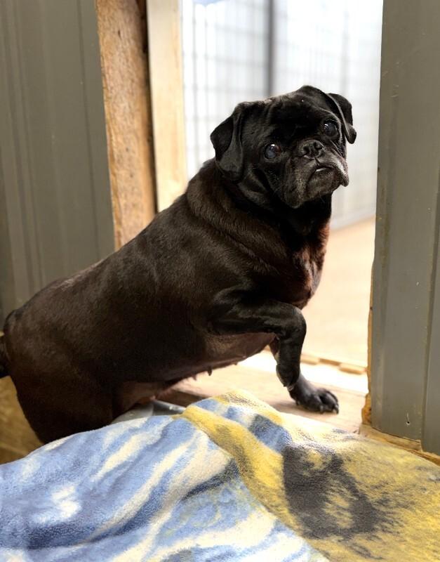 Enlarge Raven, a Adoptable Pug in Windsor, CO image 4/6