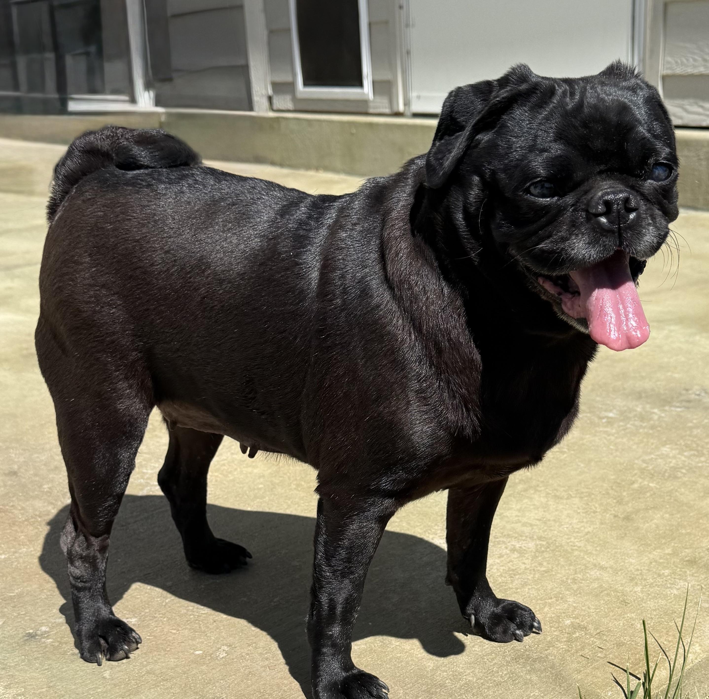 Enlarge Raven, a Adoptable Pug in Windsor, CO image 5/6