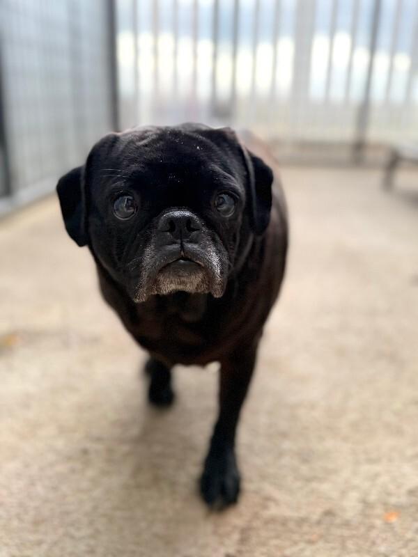 Enlarge Raven, a Adoptable Pug in Windsor, CO image 6/6