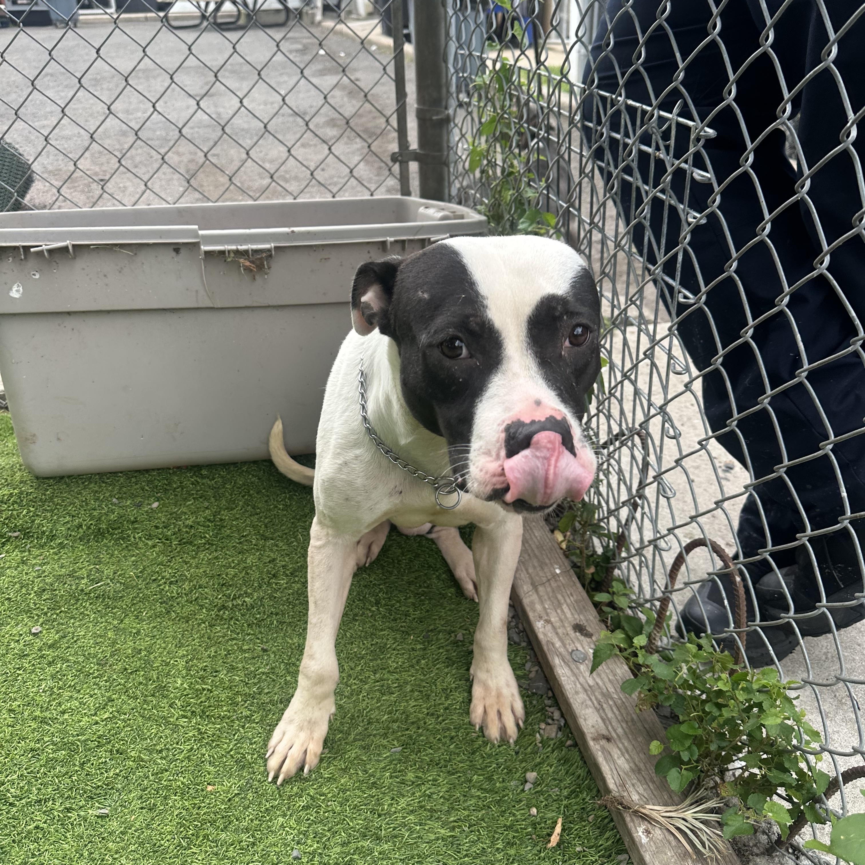 Enlarge Cain - IN FOSTER, a Adoptable Pit Bull Terrier in Trenton, NJ image 1/5