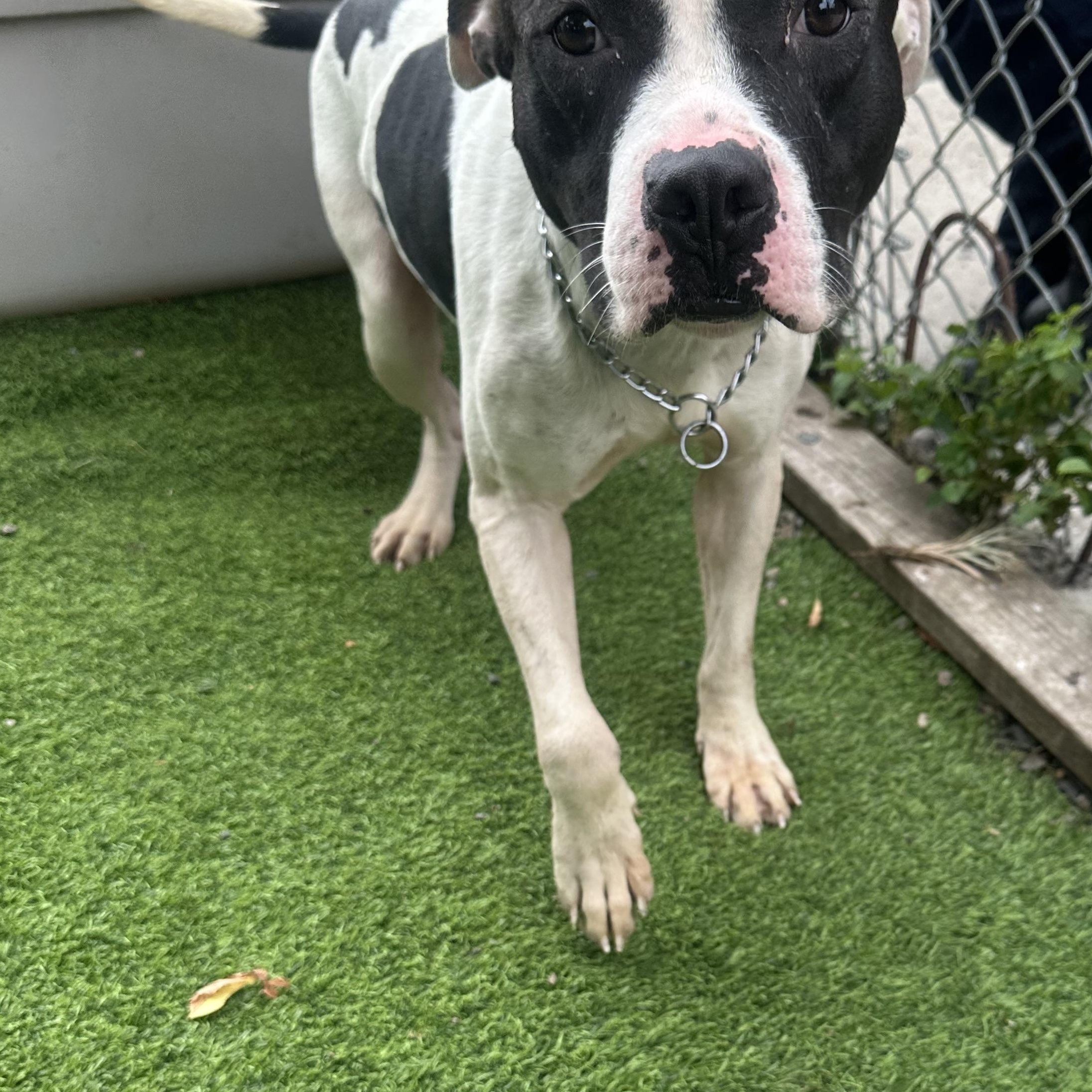 Enlarge Cain - IN FOSTER, a Adoptable Pit Bull Terrier in Trenton, NJ image 2/5