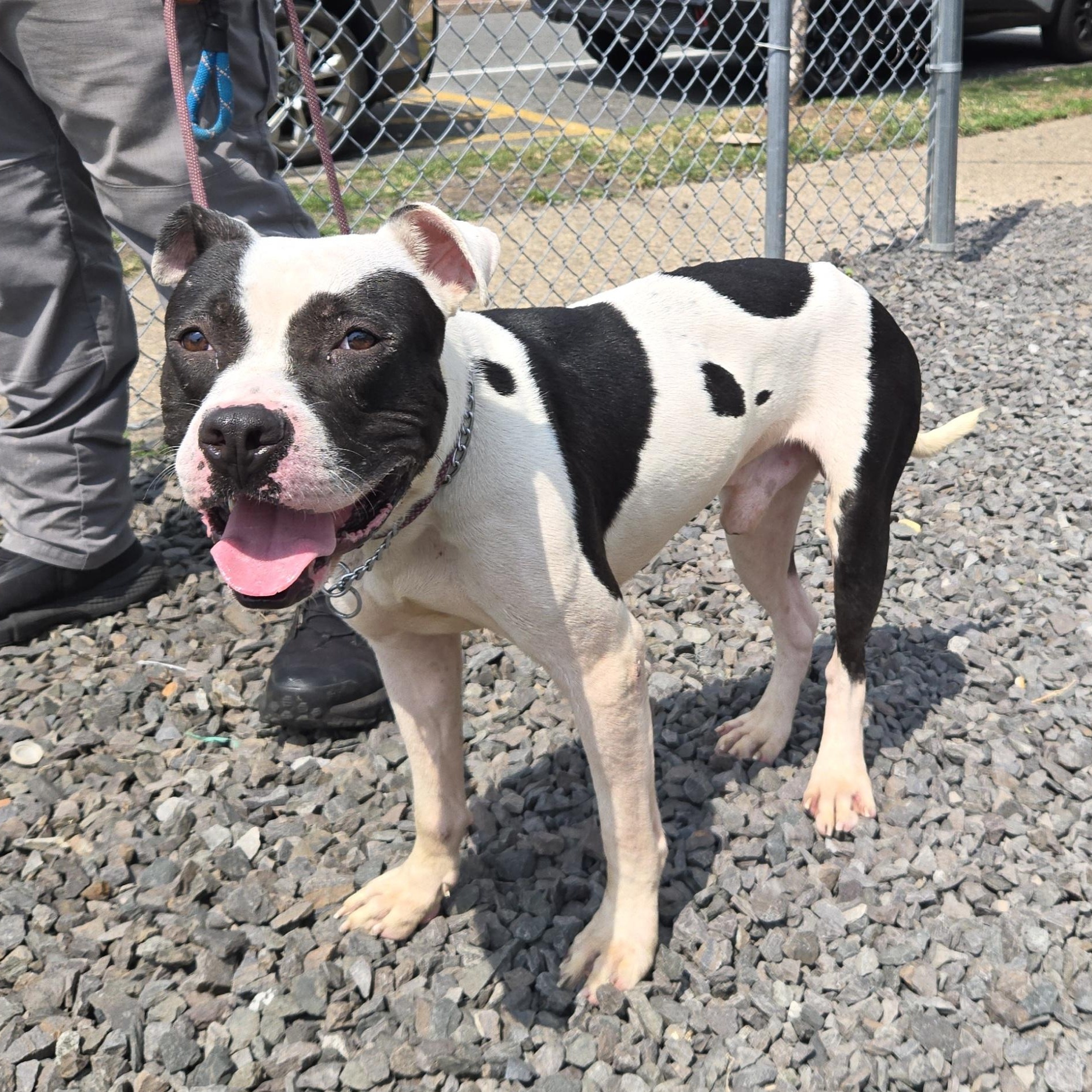 Enlarge Cain - IN FOSTER, a Adoptable Pit Bull Terrier in Trenton, NJ image 3/5