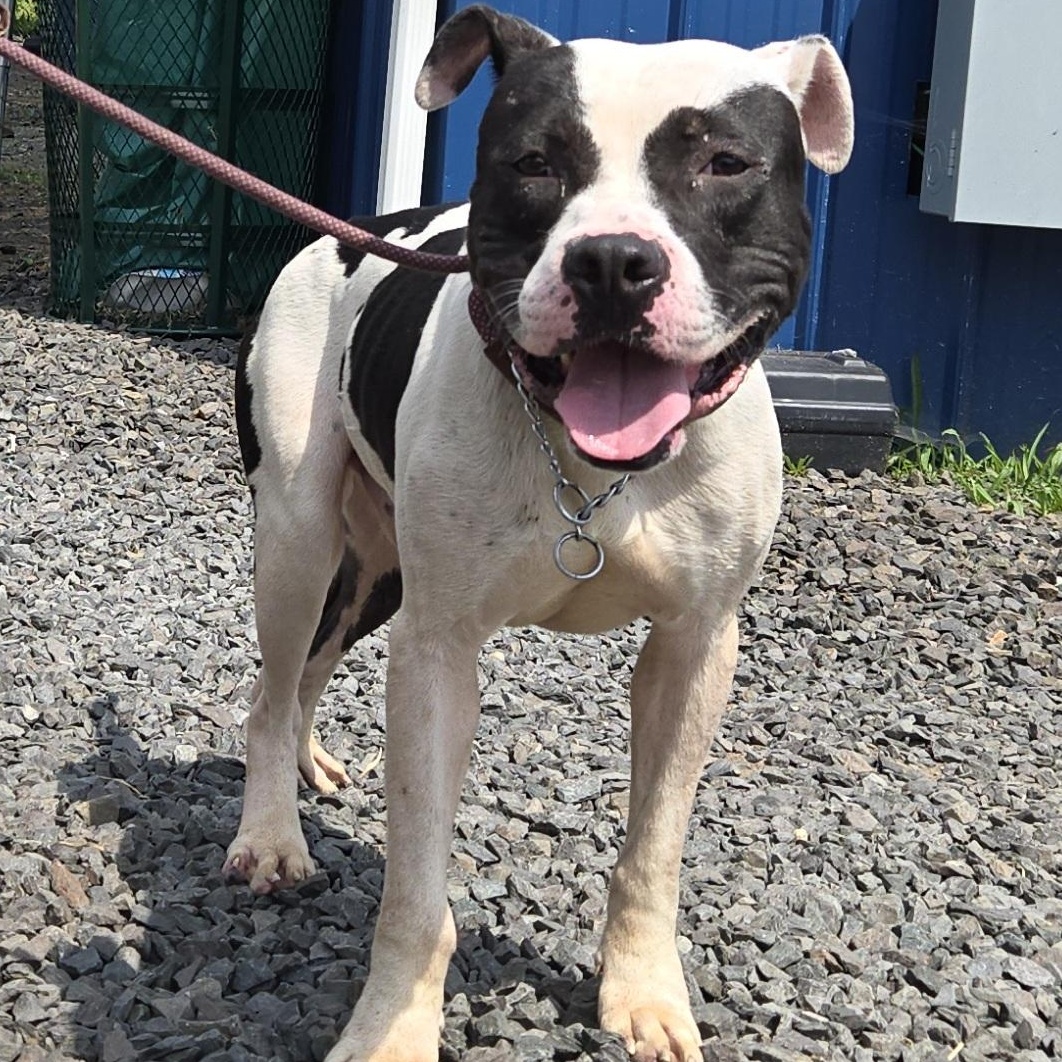 Enlarge Cain - IN FOSTER, a Adoptable Pit Bull Terrier in Trenton, NJ image 4/5