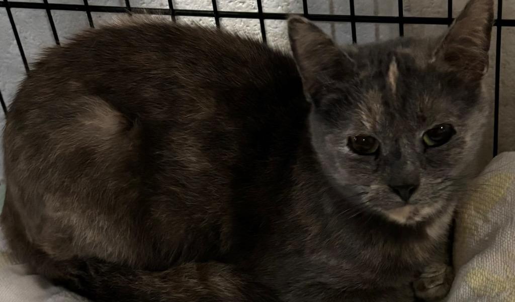 AUTUMN, Adoptable, Adult Female Domestic Short Hair.