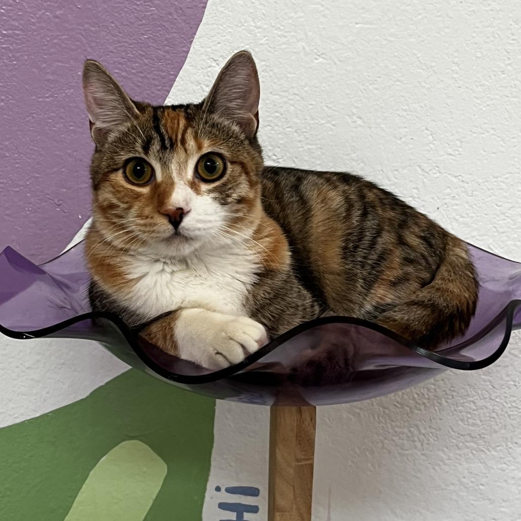 Cherry, Adoptable, Young Female Domestic Short Hair.