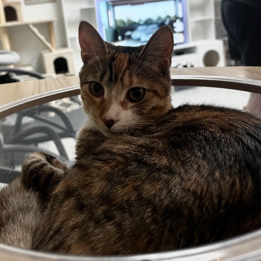 Enlarge Cherry, a Adoptable Domestic Short Hair in Yucca Valley, CA image 2/6