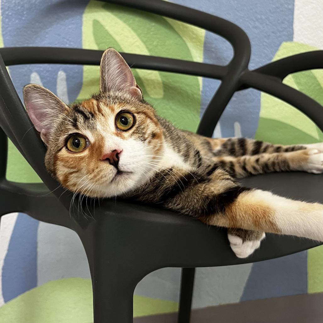 Enlarge Cherry, a Adoptable Domestic Short Hair in Yucca Valley, CA image 3/6