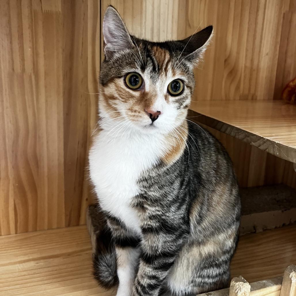 Enlarge Cherry, a Adoptable Domestic Short Hair in Yucca Valley, CA image 4/6