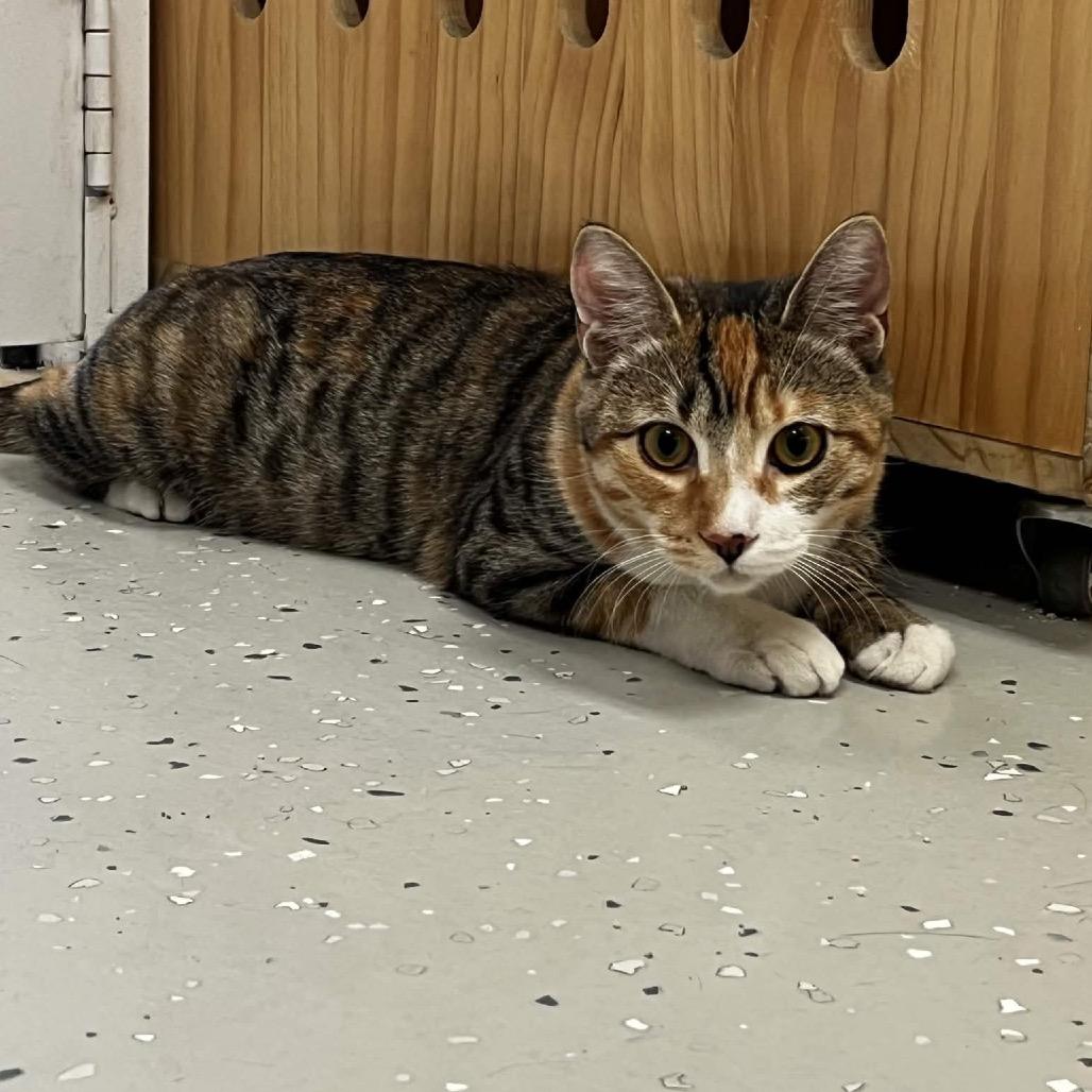 Enlarge Cherry, a Adoptable Domestic Short Hair in Yucca Valley, CA image 5/6