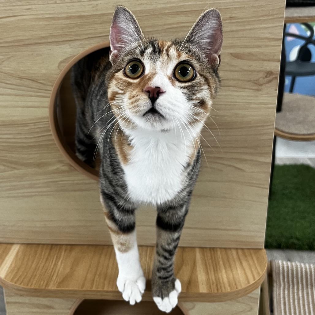 Enlarge Cherry, a Adoptable Domestic Short Hair in Yucca Valley, CA image 6/6