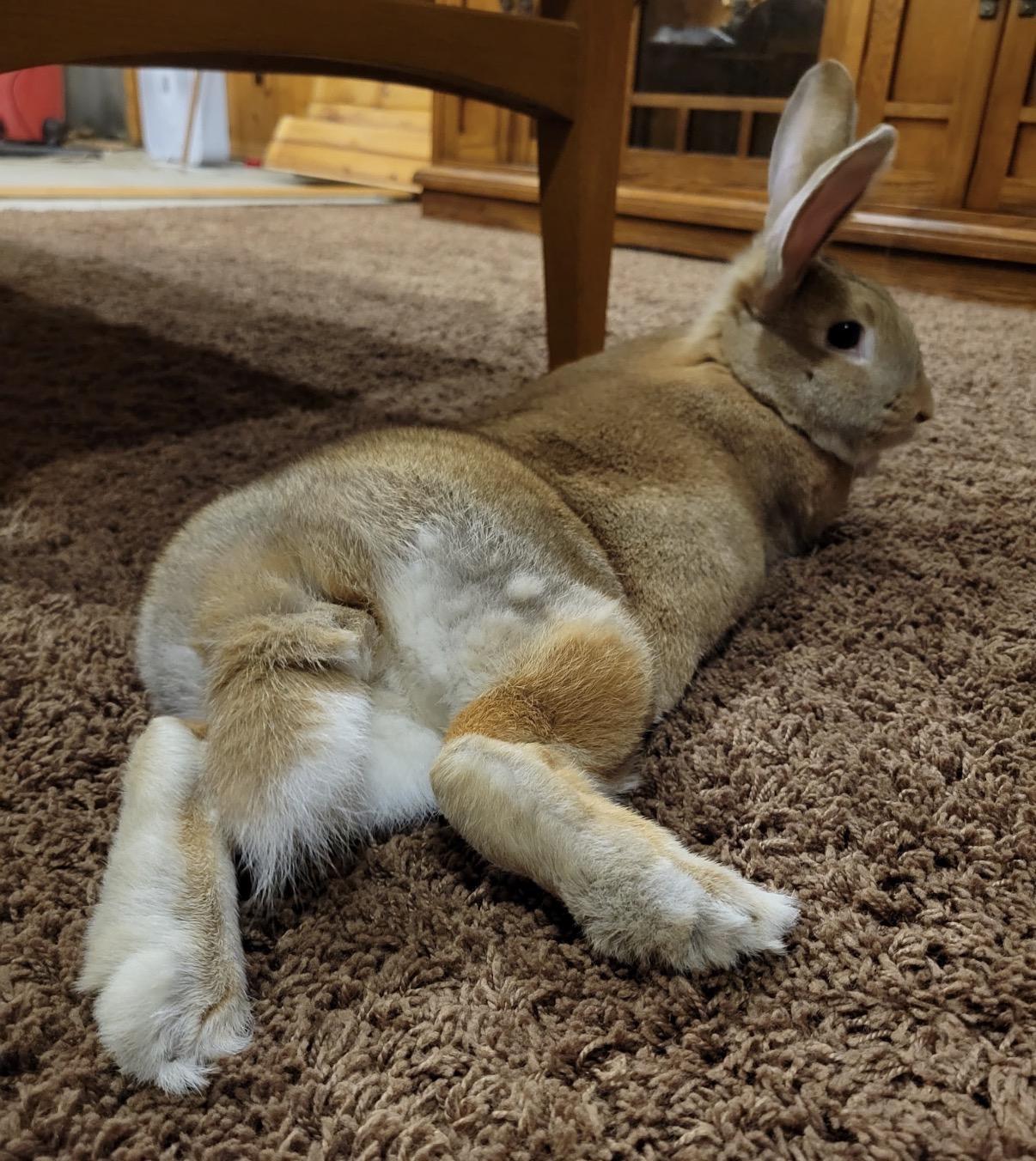 Odette, an adopted Flemish Giant in Oshkosh, WI image 4/5