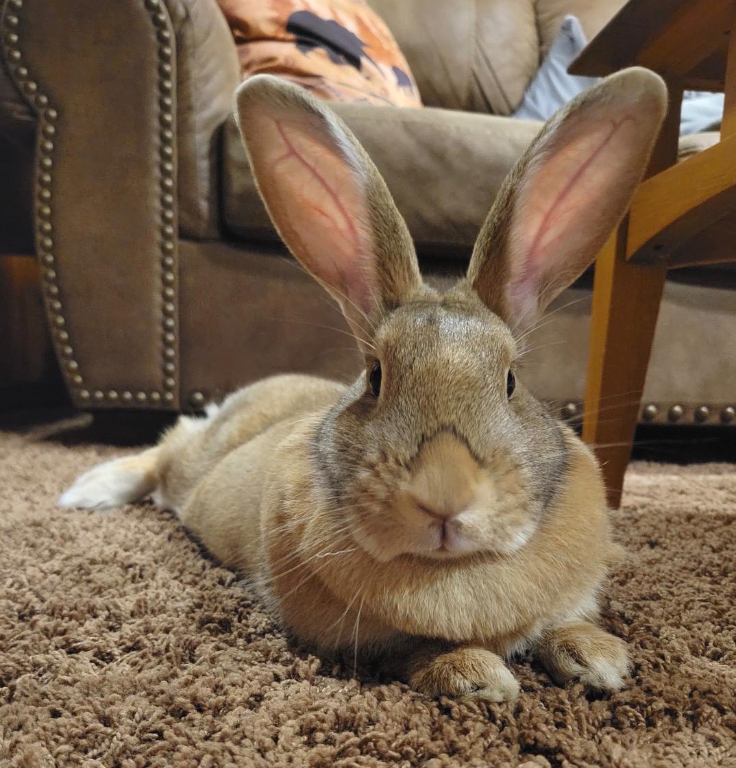 Odette, adopted, Adult Female Flemish Giant.