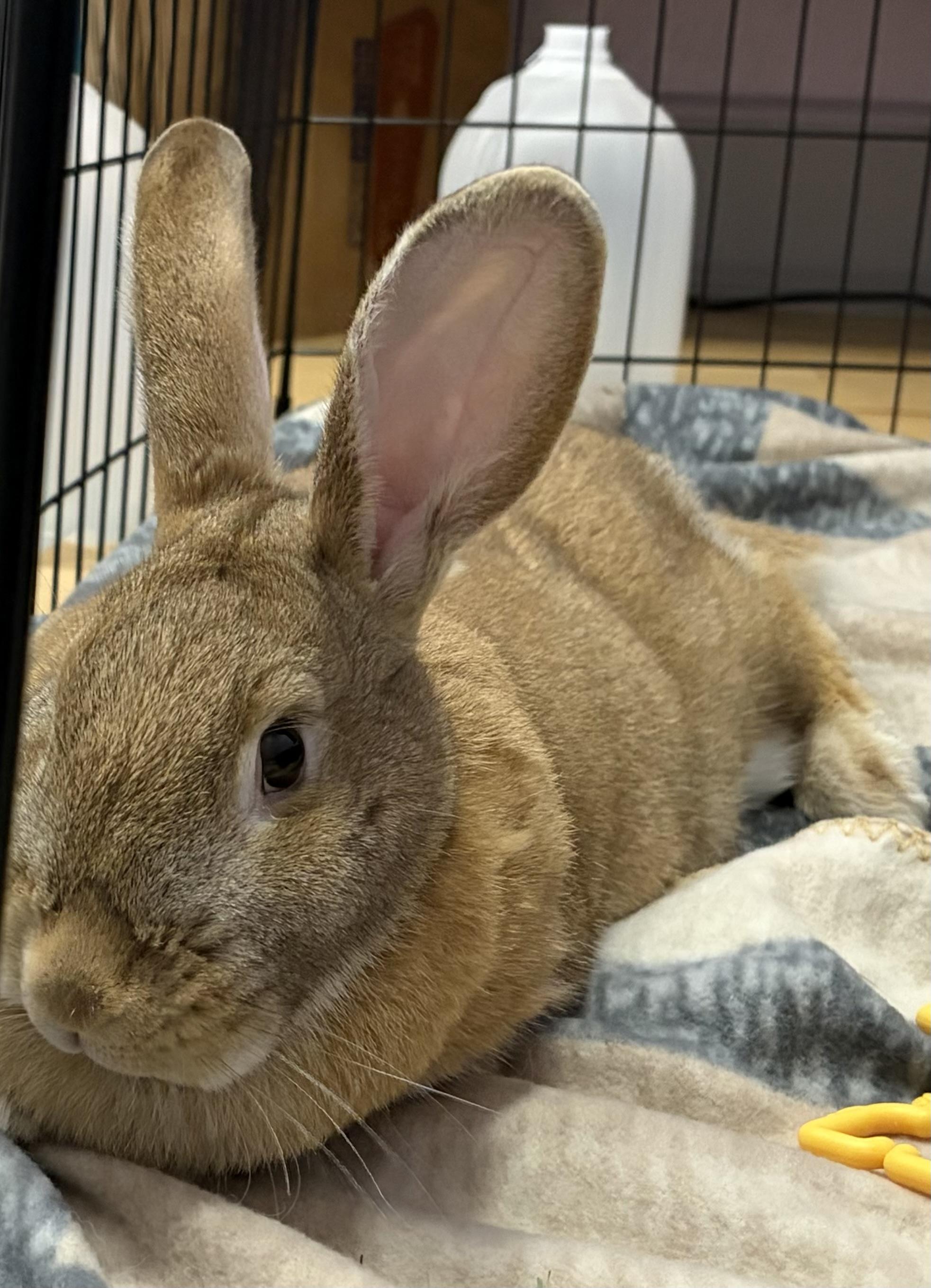 Odette, an adopted Flemish Giant in Oshkosh, WI image 3/5