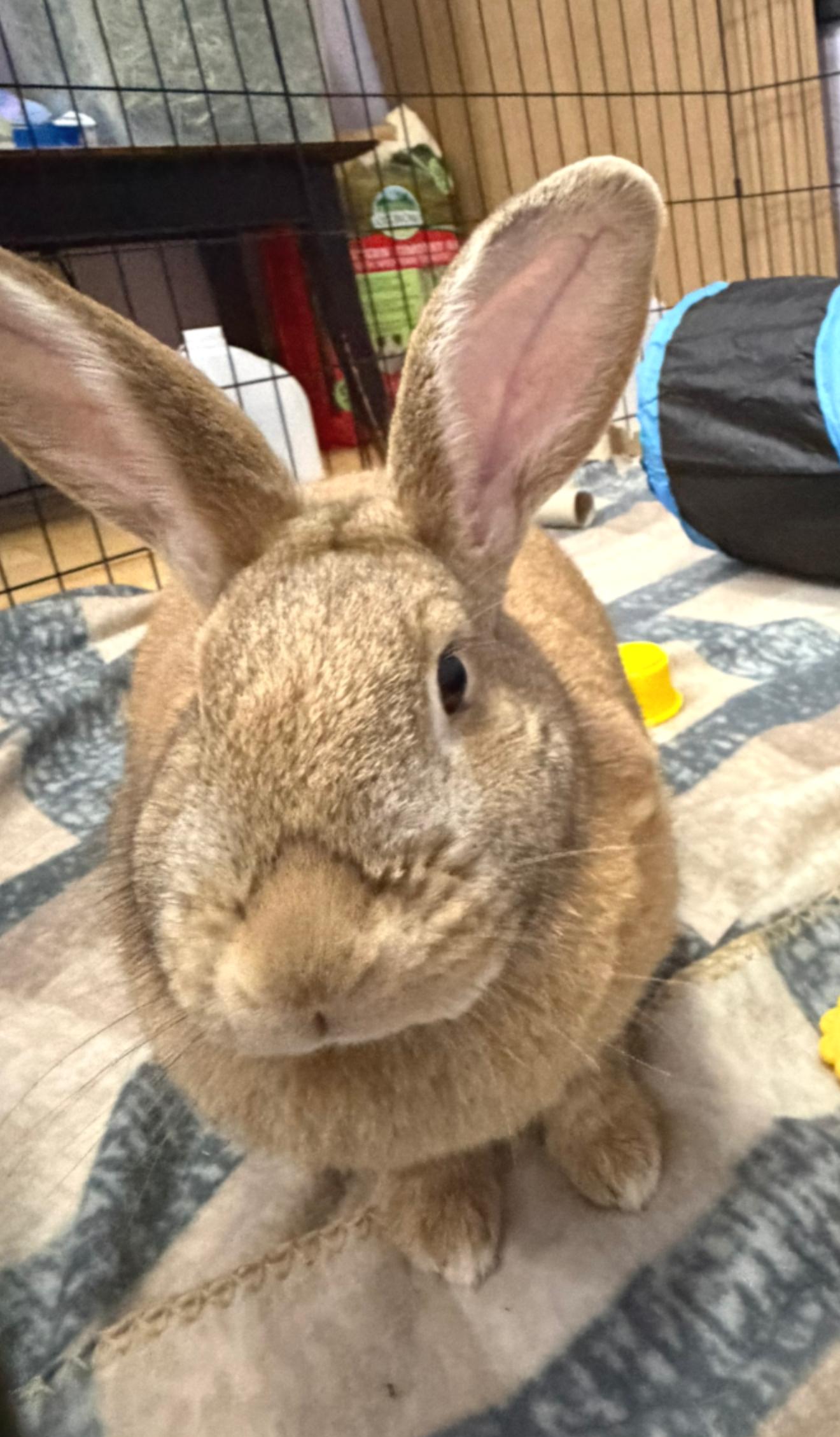Odette, an adopted Flemish Giant in Oshkosh, WI image 2/5