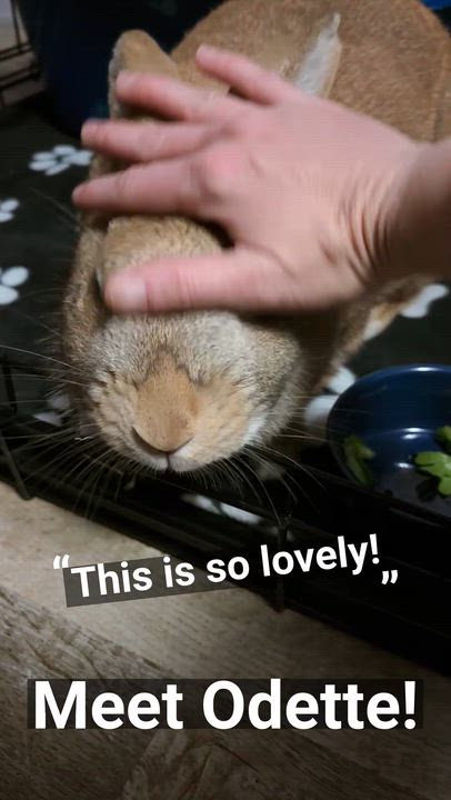 Enlarge Odette, an adopted Flemish Giant in Oshkosh, WI video 5/5
