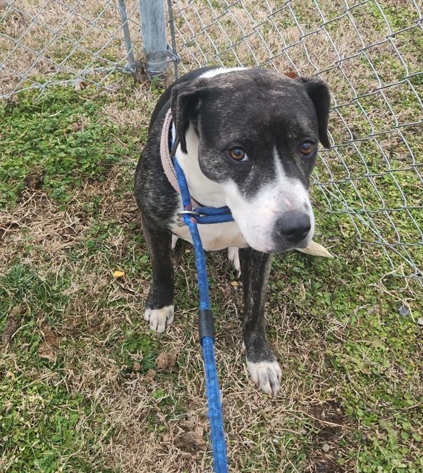Holler, Adoptable, Adult Female Pit Bull Terrier.