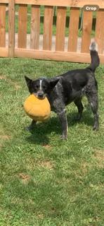 Nikita (Kita), a ADOPTABLE Australian Cattle Dog / Blue Heeler in Muncie, IN image 3/4