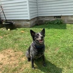 Nikita (Kita), a ADOPTABLE Australian Cattle Dog / Blue Heeler in Muncie, IN image 4/4