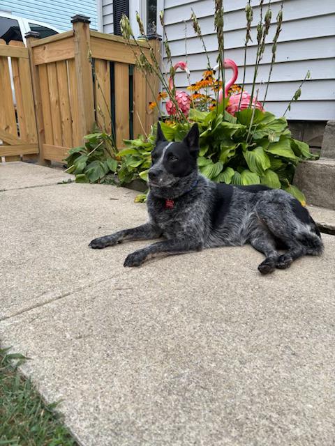 Nikita (Kita), a ADOPTABLE Australian Cattle Dog / Blue Heeler in Muncie, IN image 2/4