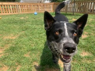 Nikita (Kita), ADOPTABLE, Adult Female Australian Cattle Dog / Blue Heeler.