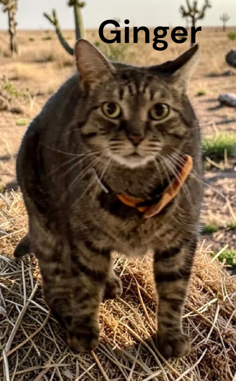 Enlarge Ginger, a Adoptable Tabby in Newport News, VA image 2/3