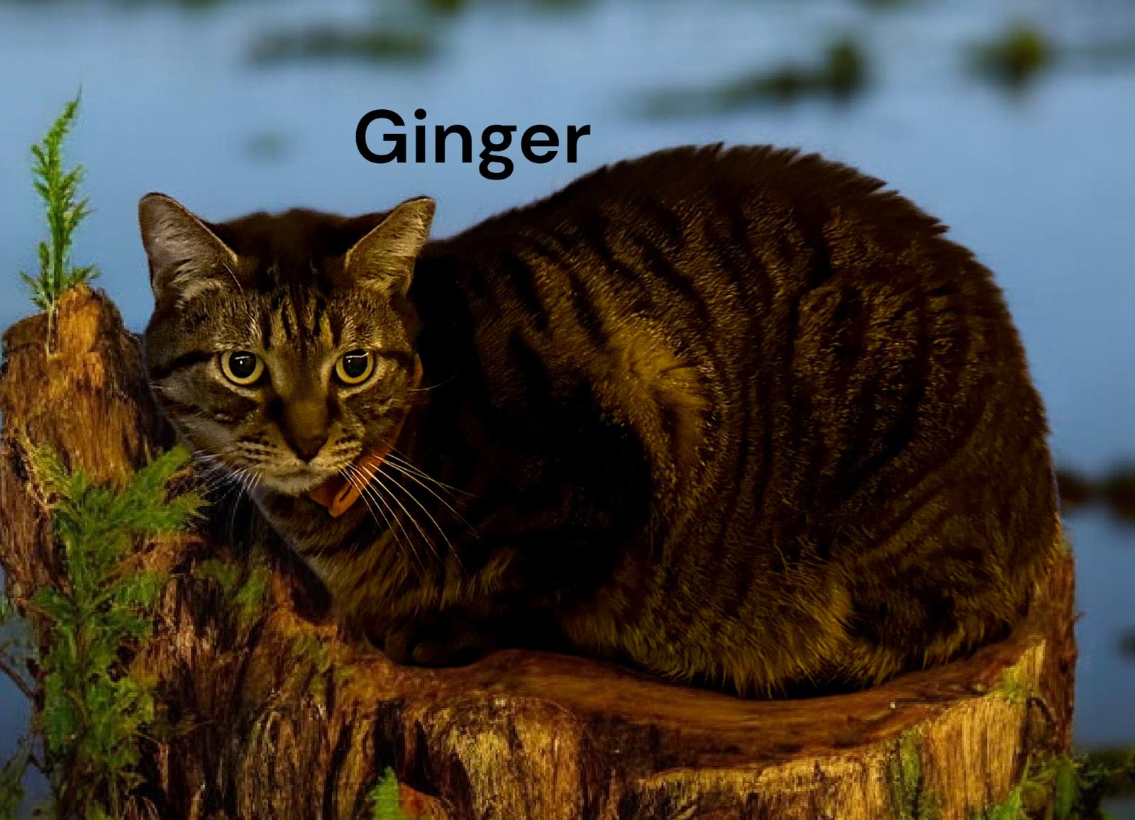 Enlarge Ginger, a Adoptable Tabby in Newport News, VA image 2/2