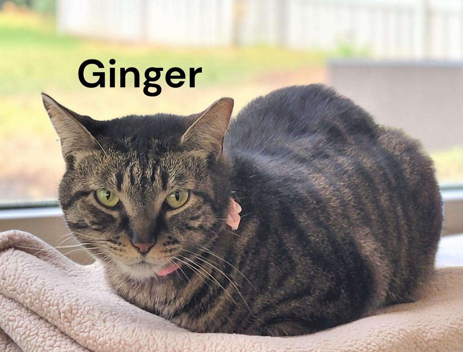 Ginger, a Adoptable Tabby in Newport News, VA image 3/3