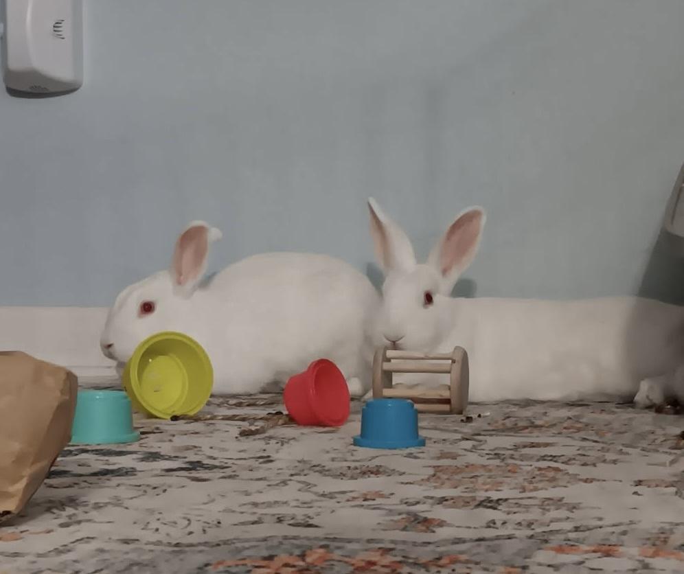 Twinkle and Winter, a Adoptable New Zealand in Naples, FL image 1/6