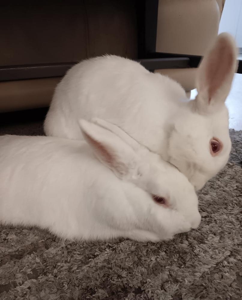 Twinkle and Winter, a Adoptable New Zealand in Naples, FL image 2/6