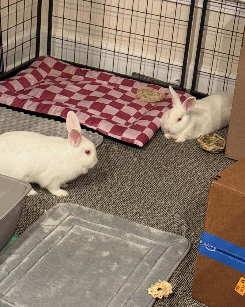 Twinkle and Winter, Adoptable, Young Female New Zealand.