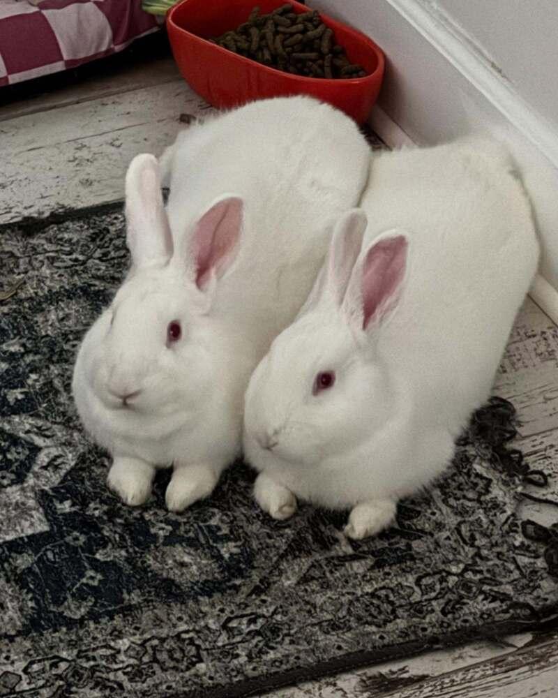 Enlarge Twinkle and Winter, a Adoptable New Zealand in Naples, FL image 3/4