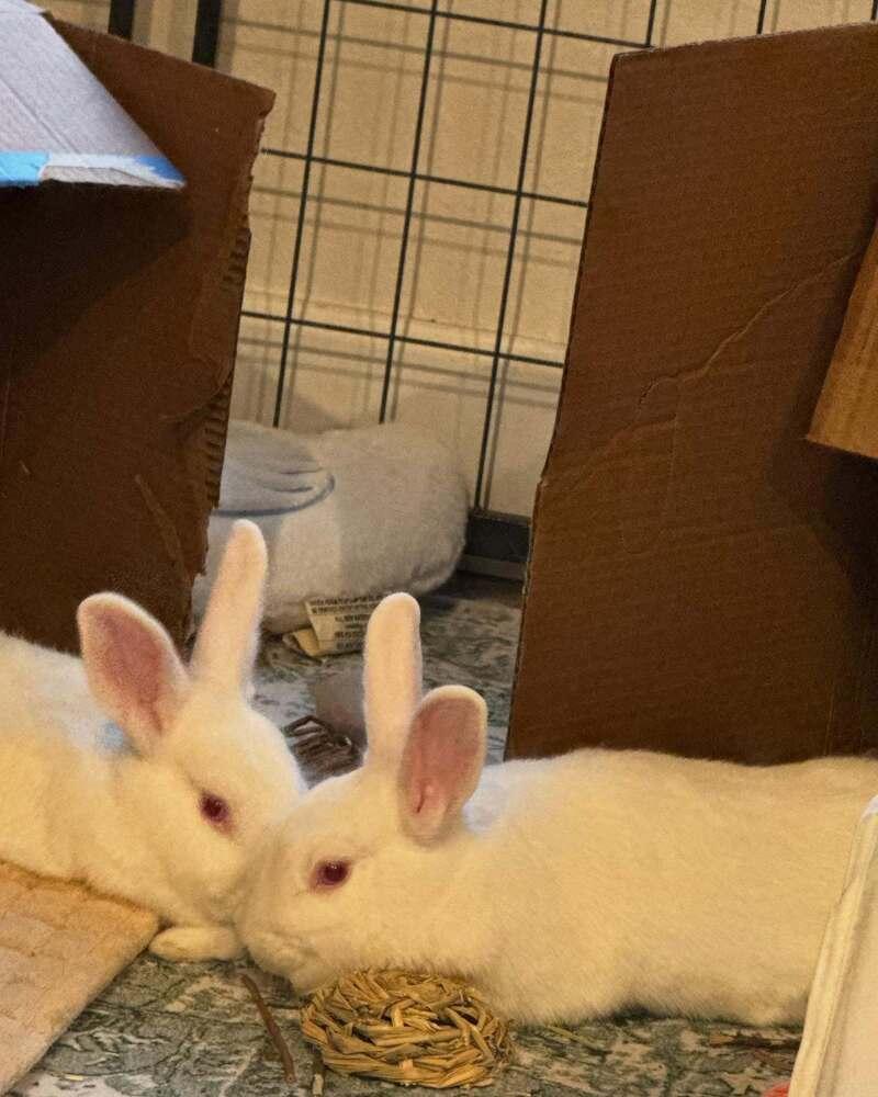 Enlarge Twinkle and Winter, a Adoptable New Zealand in Naples, FL image 4/4