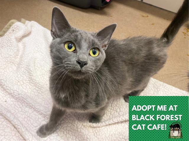 Enlarge NANNERS, a Adoptable Domestic Short Hair in Fort Wayne, IN image 1/1