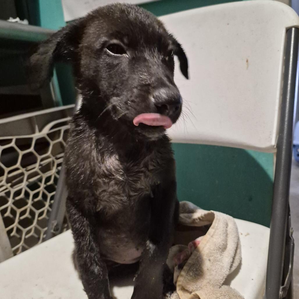 Enlarge Silo, a Adoptable mixed breed in Durant, OK image 1/1
