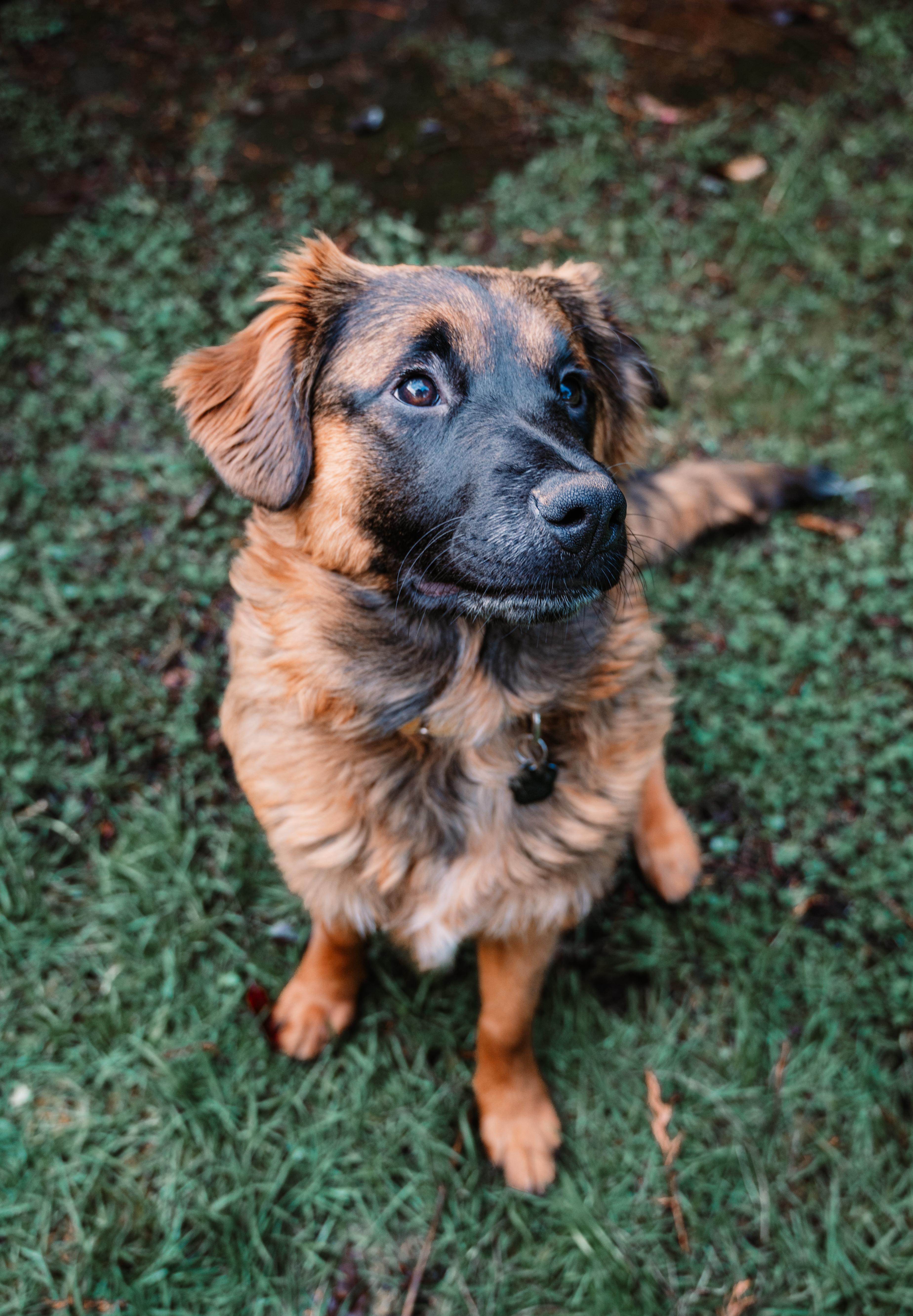 Enlarge Zia, a Adoptable mixed breed in Portland, OR image 2/6