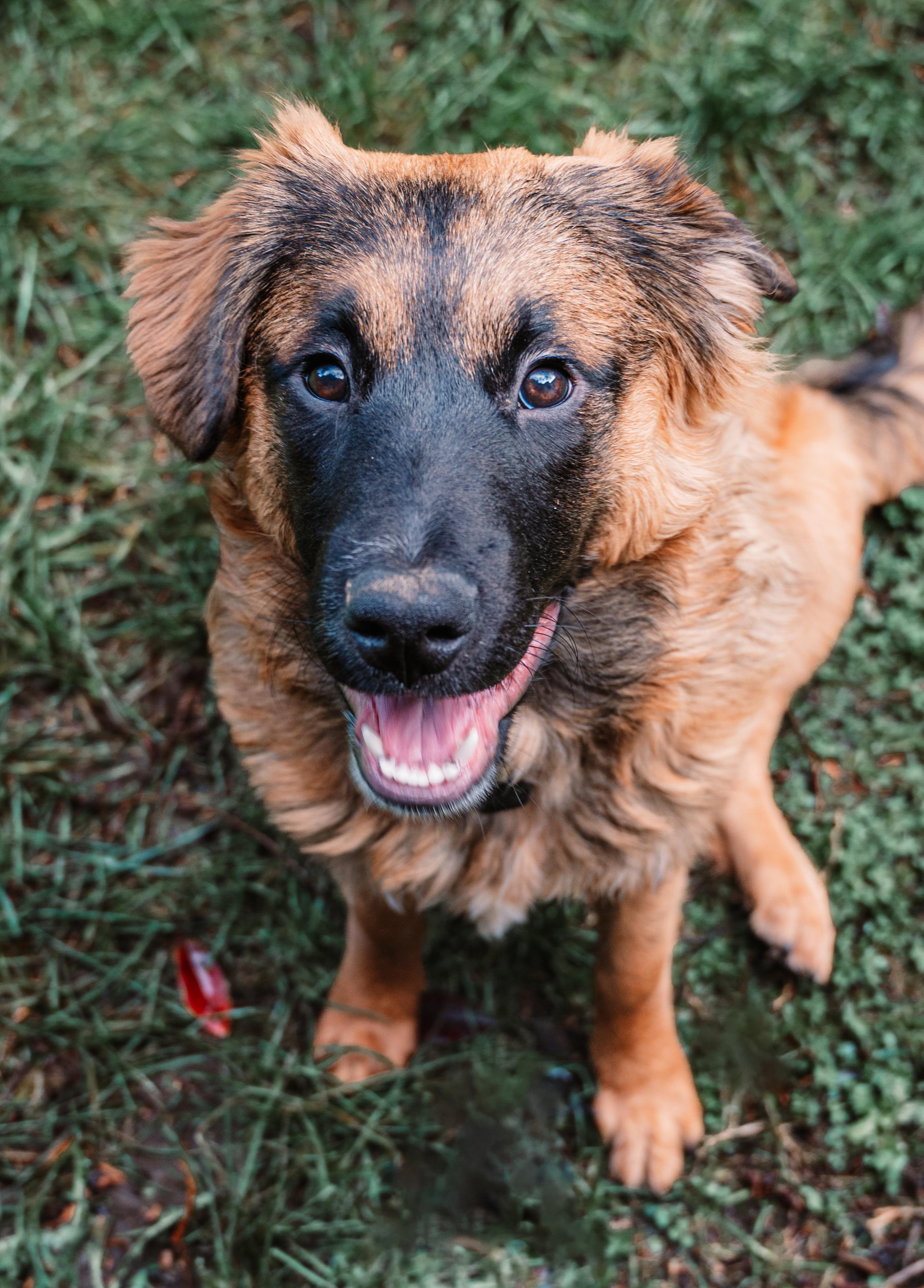 Enlarge Zia, a Adoptable mixed breed in Portland, OR image 5/6