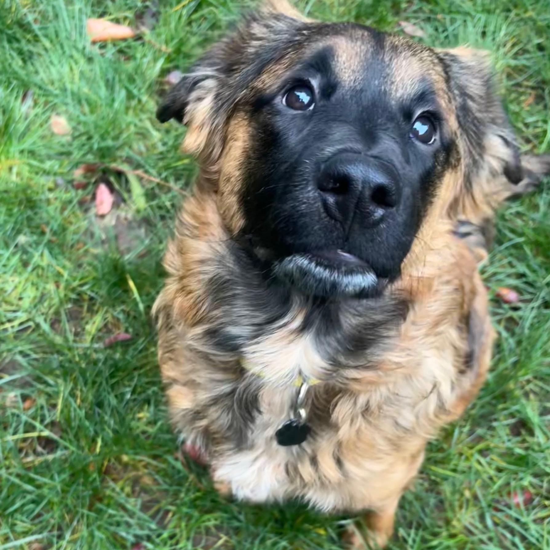 Enlarge Zia, a Adoptable mixed breed in Portland, OR image 3/6